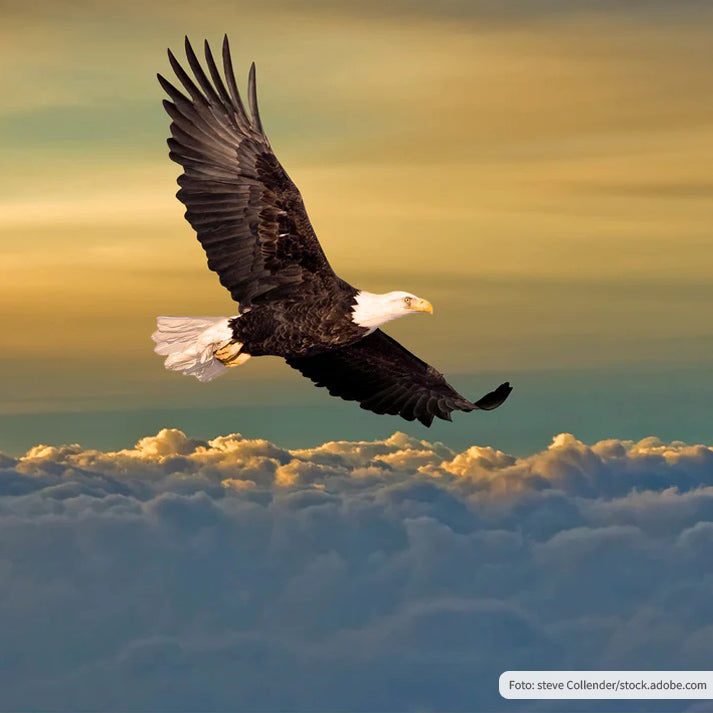 Prophetisch. Praktisch. Gut.